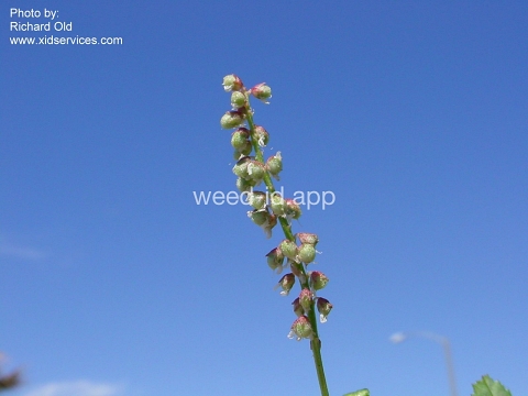 sweetclover, Indian